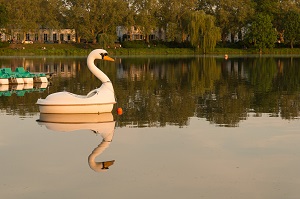 Abend am Aasee Schwan am Aasee